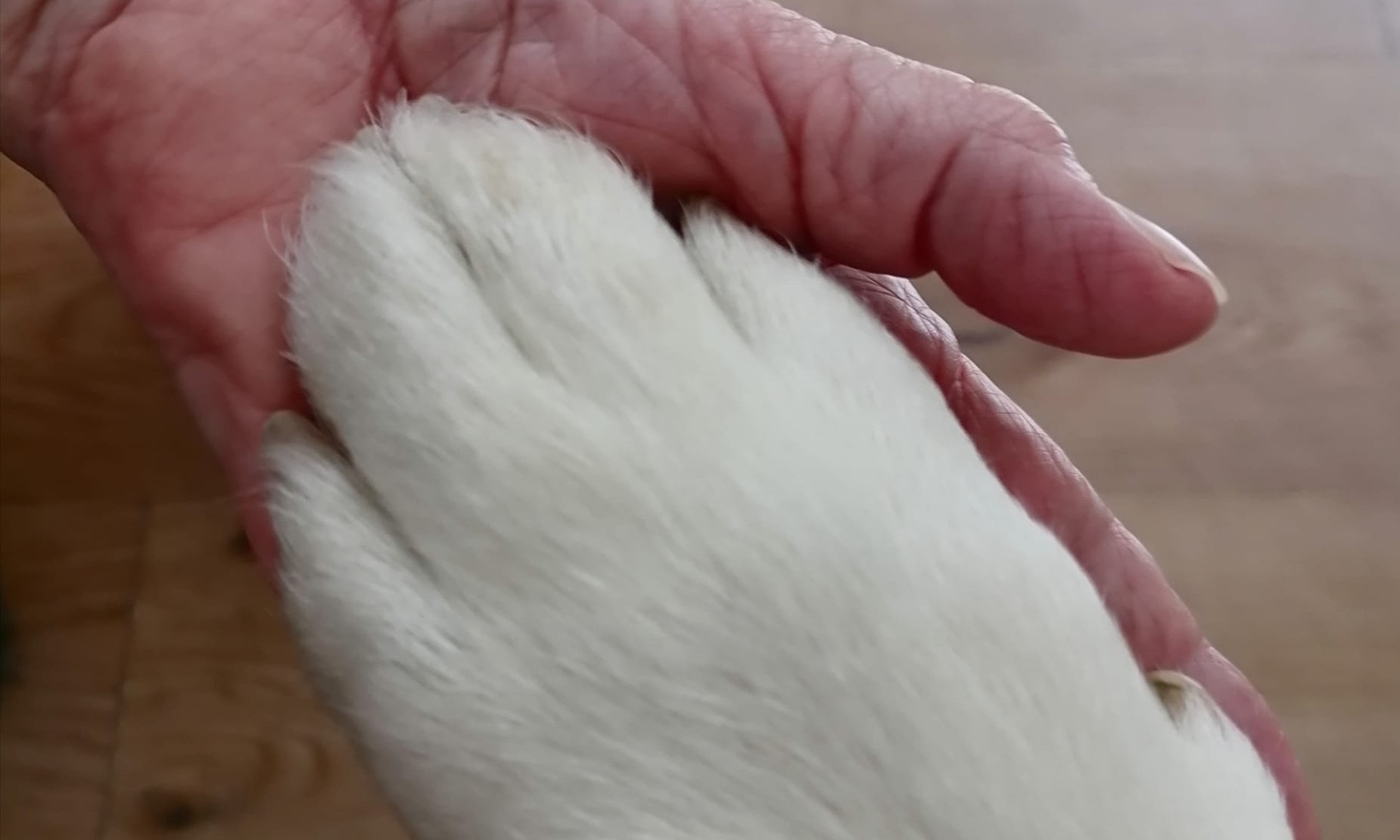 Trauerbegleitung bei Verlust des Fellfreundes