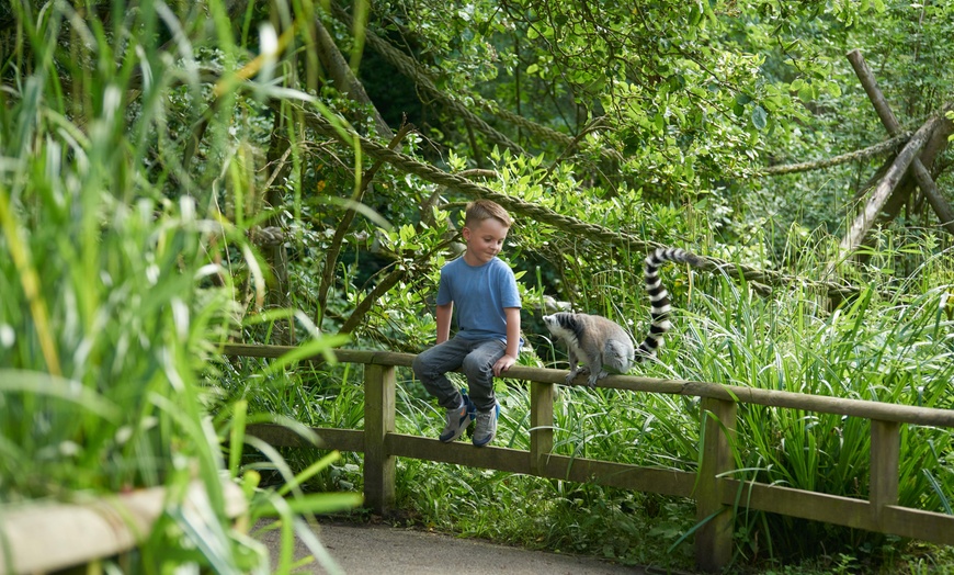 Image 10: 44% Off Digital Animal Adoption and Entry to Howletts Wild Animal Park