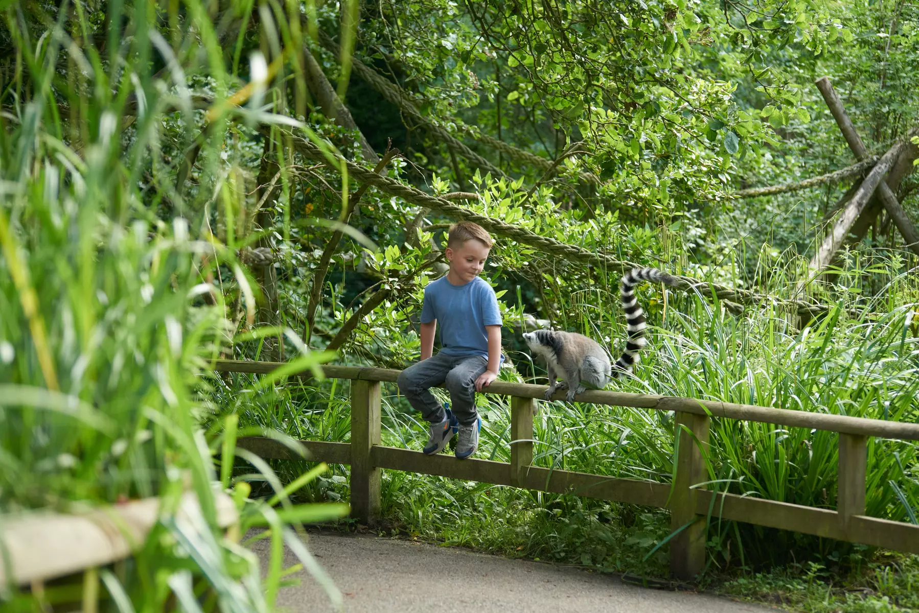 44% Off Digital Animal Adoption and Entry to Howletts Wild Animal Park