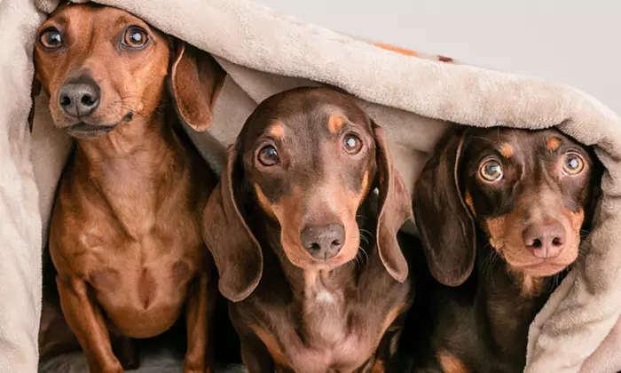 Capture Precious Moments: Pet & Me Photoshoot with Framed 9"x7" Image