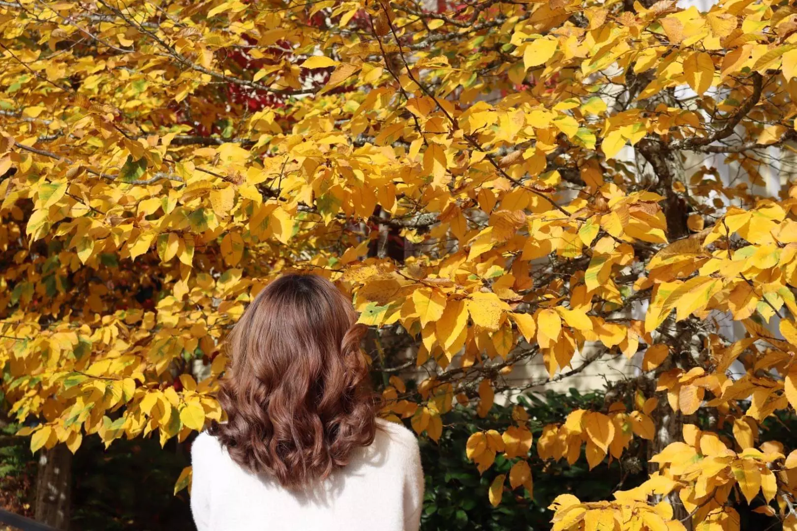 Up to 50% Off on Salon - Hair Color / Highlights at Hair Studio 18 - Primary Image