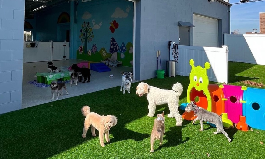 Small best sale paws daycare