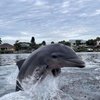 Image 2: Enjoy 90-Min of Dolphin & Manatee River Tour for One or Two