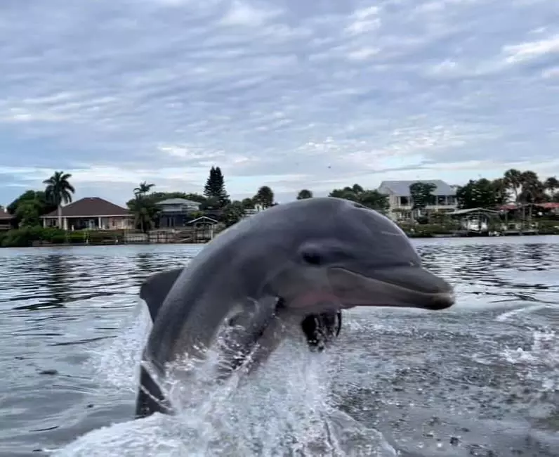Enjoy 90-Min of Dolphin & Manatee River Tour for One or Two