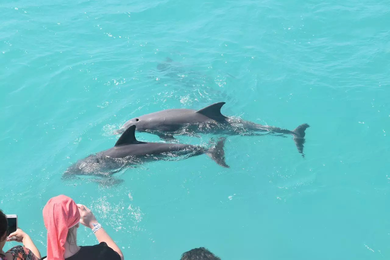 Dolphin Watching & Escape to Key West Sandbars for Ultimate Fun!