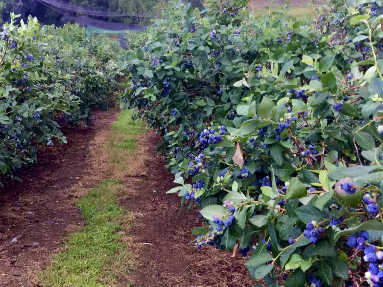 Up to 45% Off on Patch Entrance & Pick your Own Blueberries for 2 or 5 People at George Hill Orchards - Second Medium