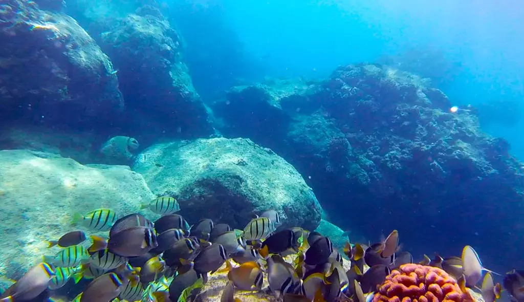 Up to 47% Off on SCUBA & Snorkeling Rental