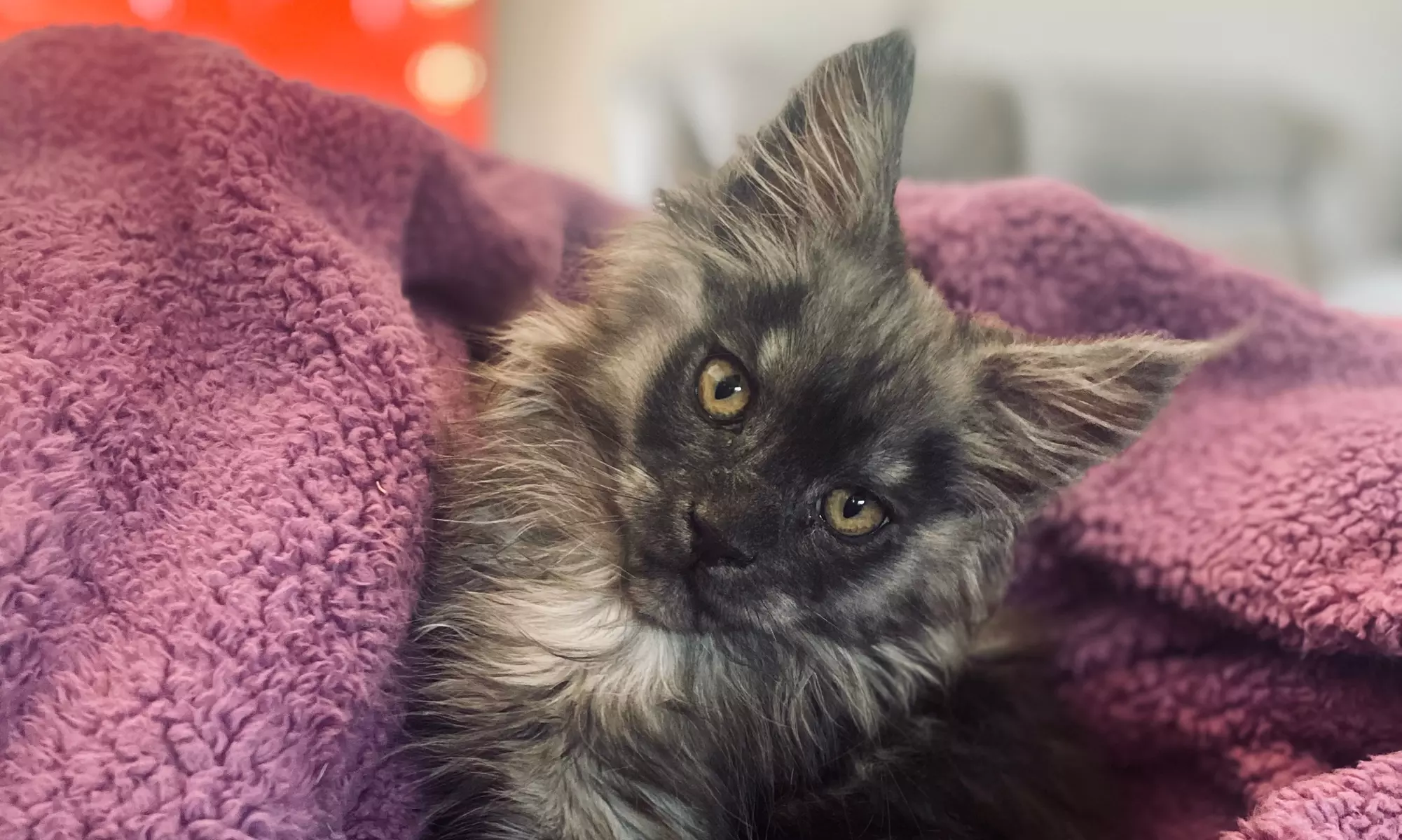 Up to 42% Off on Coffee Shop at The Purrfect Pour Cat Cafe - Primary Image