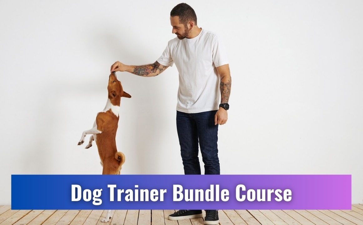 Become a Certified Trainer with Diploma in Dog Trainer Bundle Course
