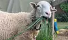 Up to 50% Off on Zoo / Animal Park at EZ's Rescue Ranch