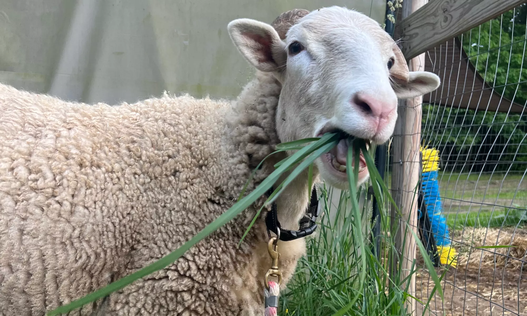 Up to 50% Off on Zoo / Animal Park at EZ's Rescue Ranch