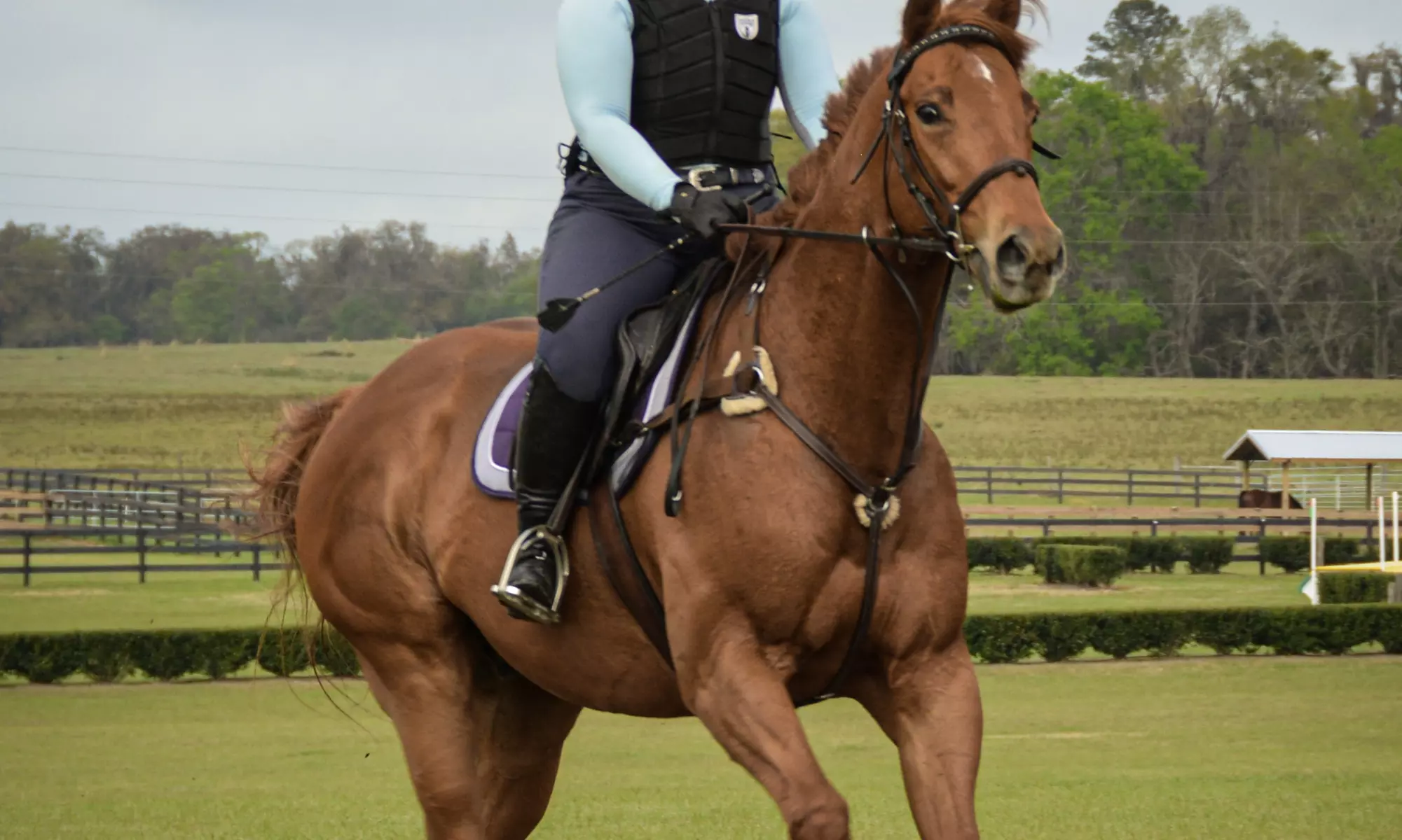 Up to 25% Off on Horse Back Riding at Bradley Equestrian - Primary Image