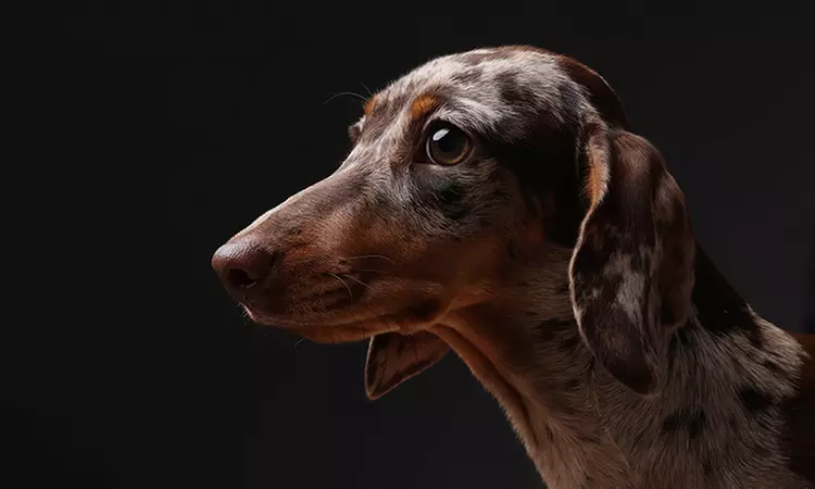 Pet Photoshoot With Print