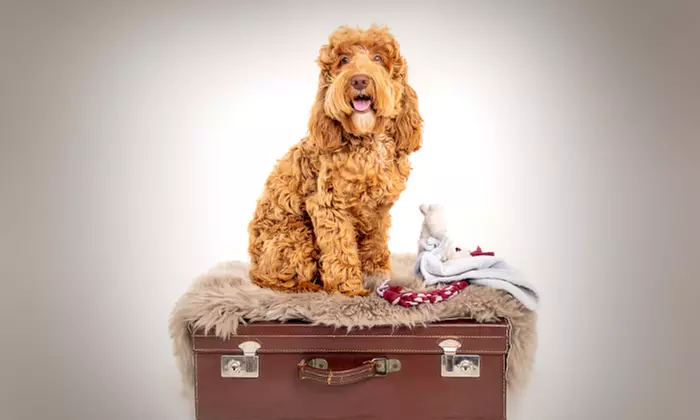 Capture Precious Moments: Pet & Me Photoshoot with Framed 9"x7" Image