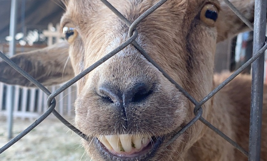 Petting Zoo Toluca Lake Pumpkin Festival Groupon