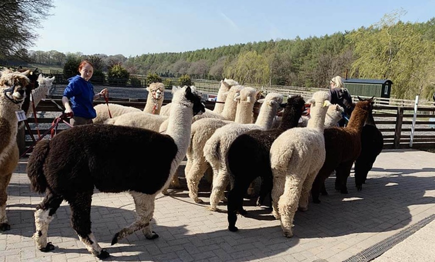 Image 2: 90 minute Alpaca walk for up to four people at Oakmere Alpacas