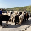 Image 2: 90 minute Alpaca walk for up to four people at Oakmere Alpacas