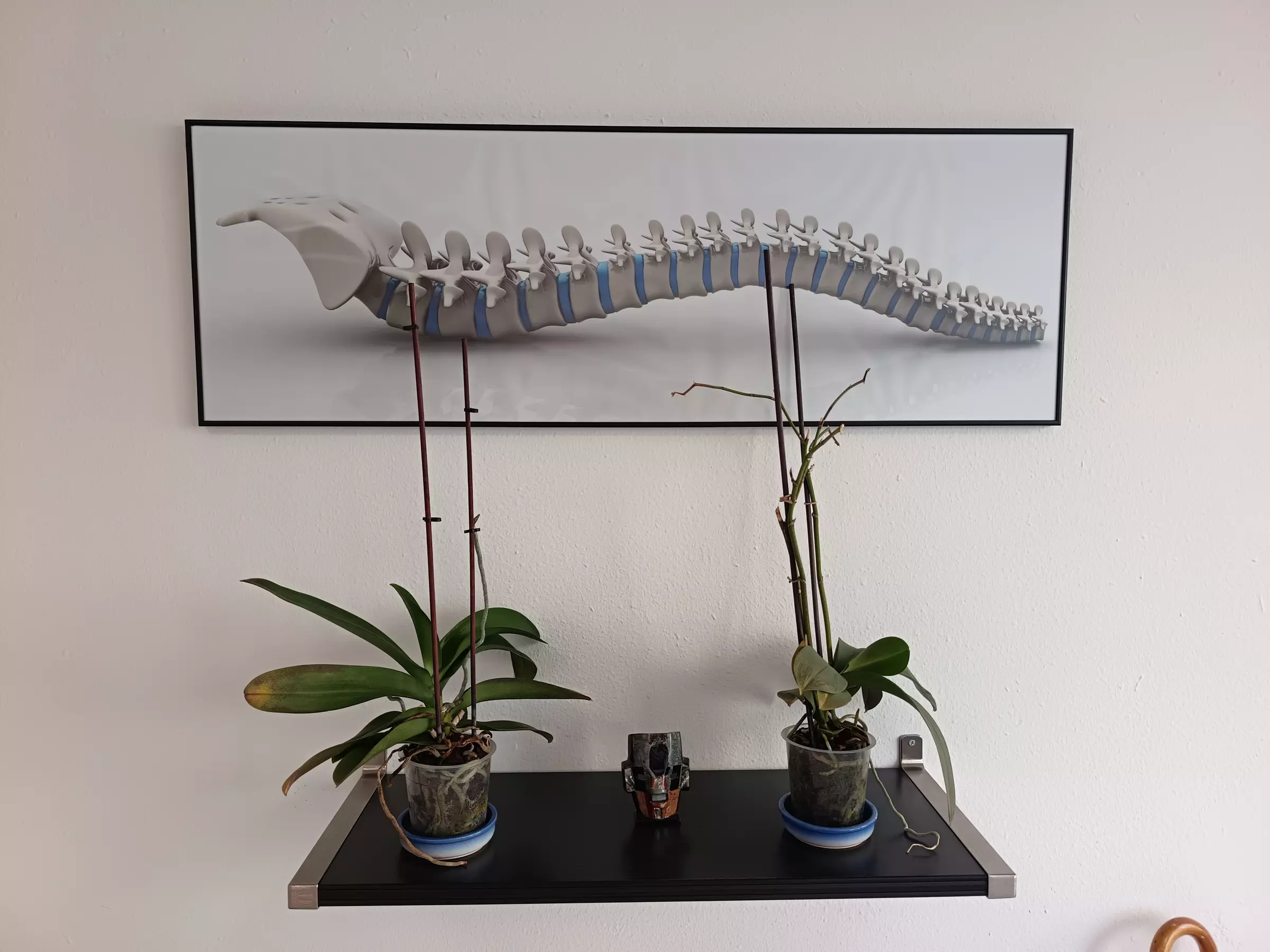 1 o 2 rituales de masaje thai a elegir de 60 minutos