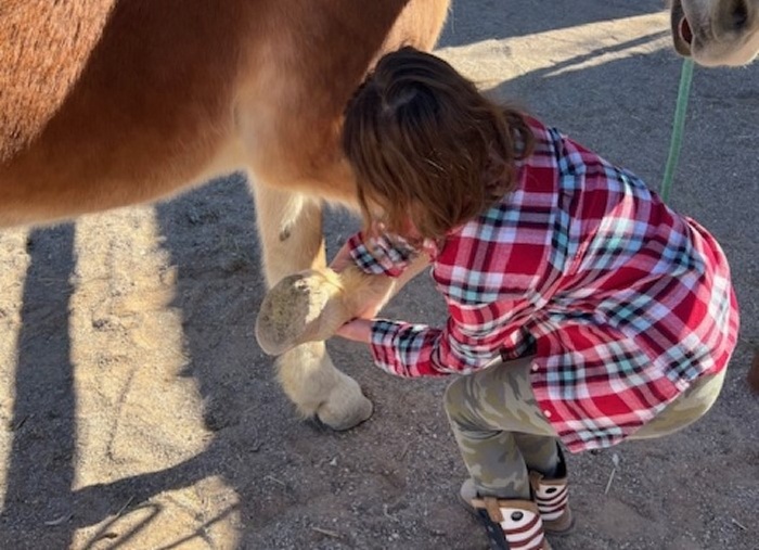 Up to 20% Off on Horse Back Riding - Training at Elkhorn Ranch llc