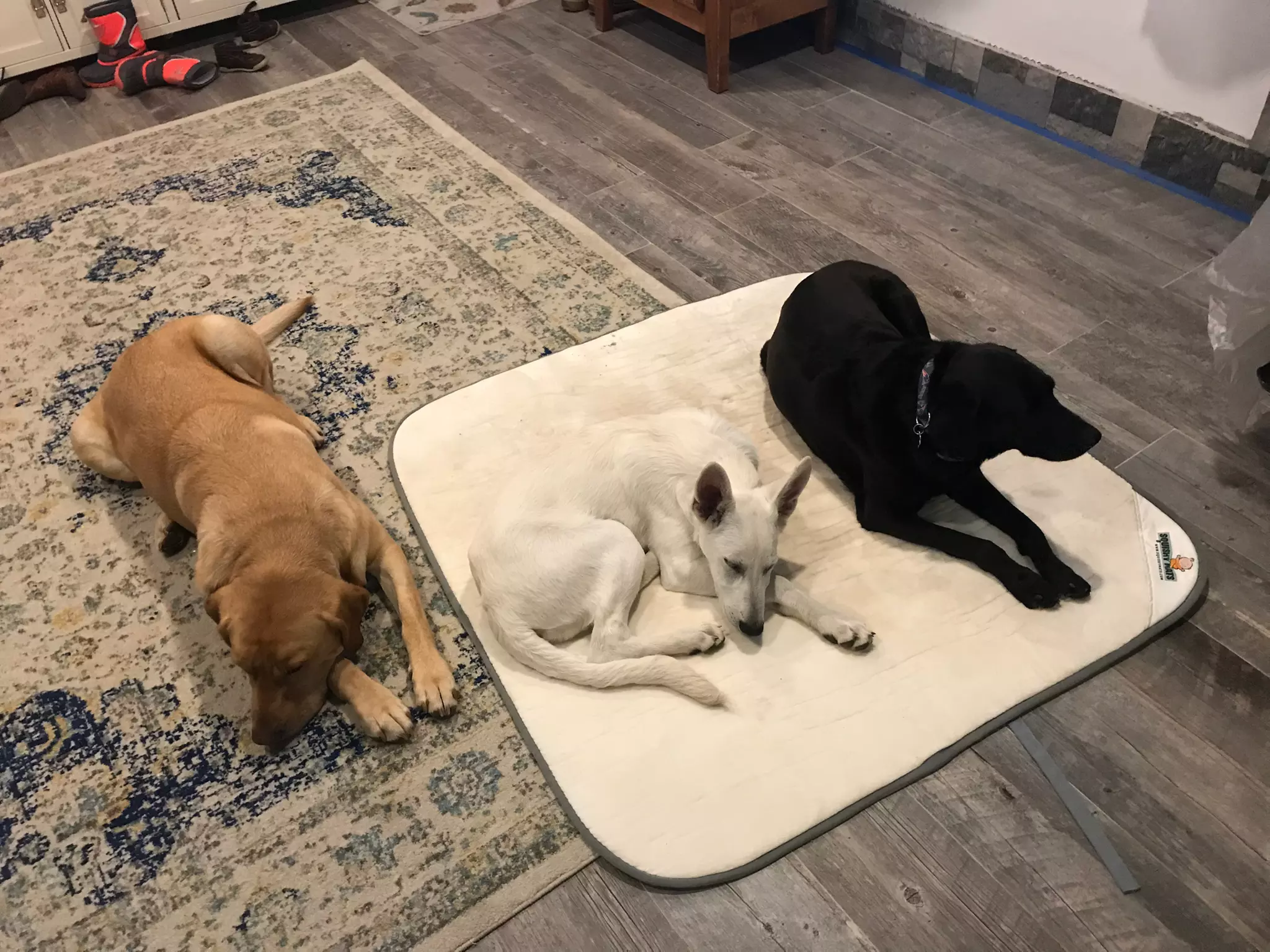 Up to 45% Off on Carrier / Crate - Pet (Retail) at Squishy Mats LLC - Second Medium