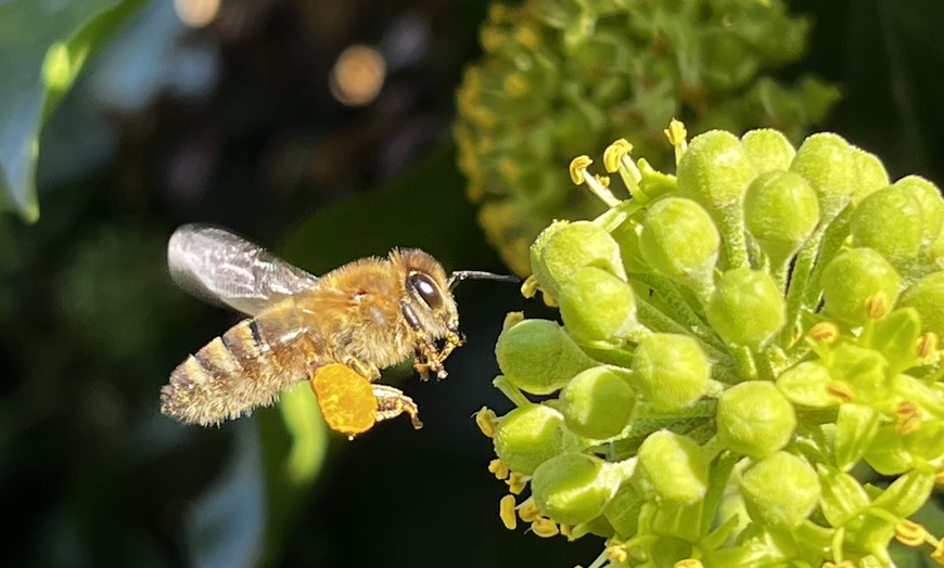 Image 1: Naturerlebnis Bienenevent - Tauche ein in die Welt der Bienen