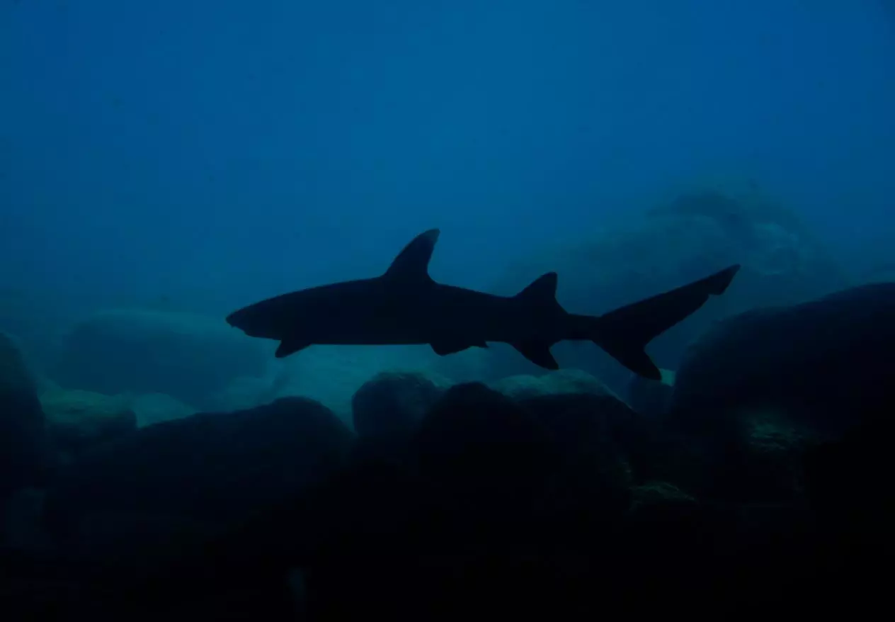 Up to 15% Off on SCUBA at Hawaii Dive Center - Second Medium