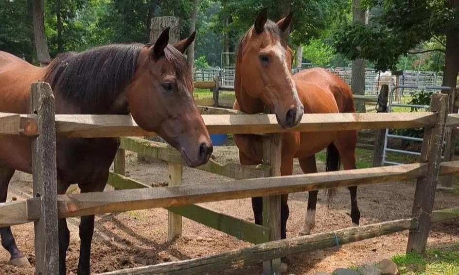 One or Five Private Horseback Riding Lessons at Bethpage Equestrian Center (Up to 24% Off) - Primary Image