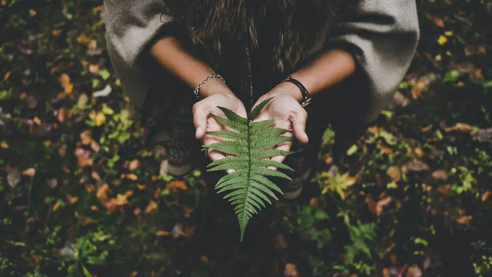 Enjoy a Two-Hour Guided Forest Bathing Walk with Forest Baths, perfect for groups of 3-6, with savings up to 40% - Primary Image