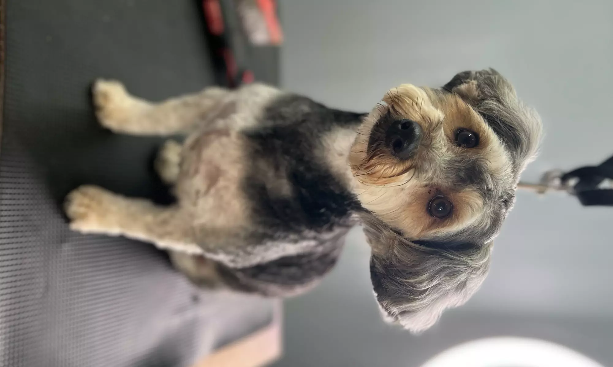 Up to 40% Off on Grooming - Pet at Four Paws Down Atlanta - Primary Image