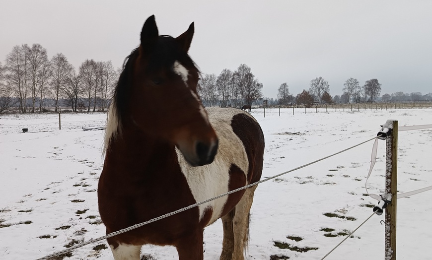 Image 2: Bis zu 48% Rabatt auf Reiten – Training bei Geli's Hofcafe