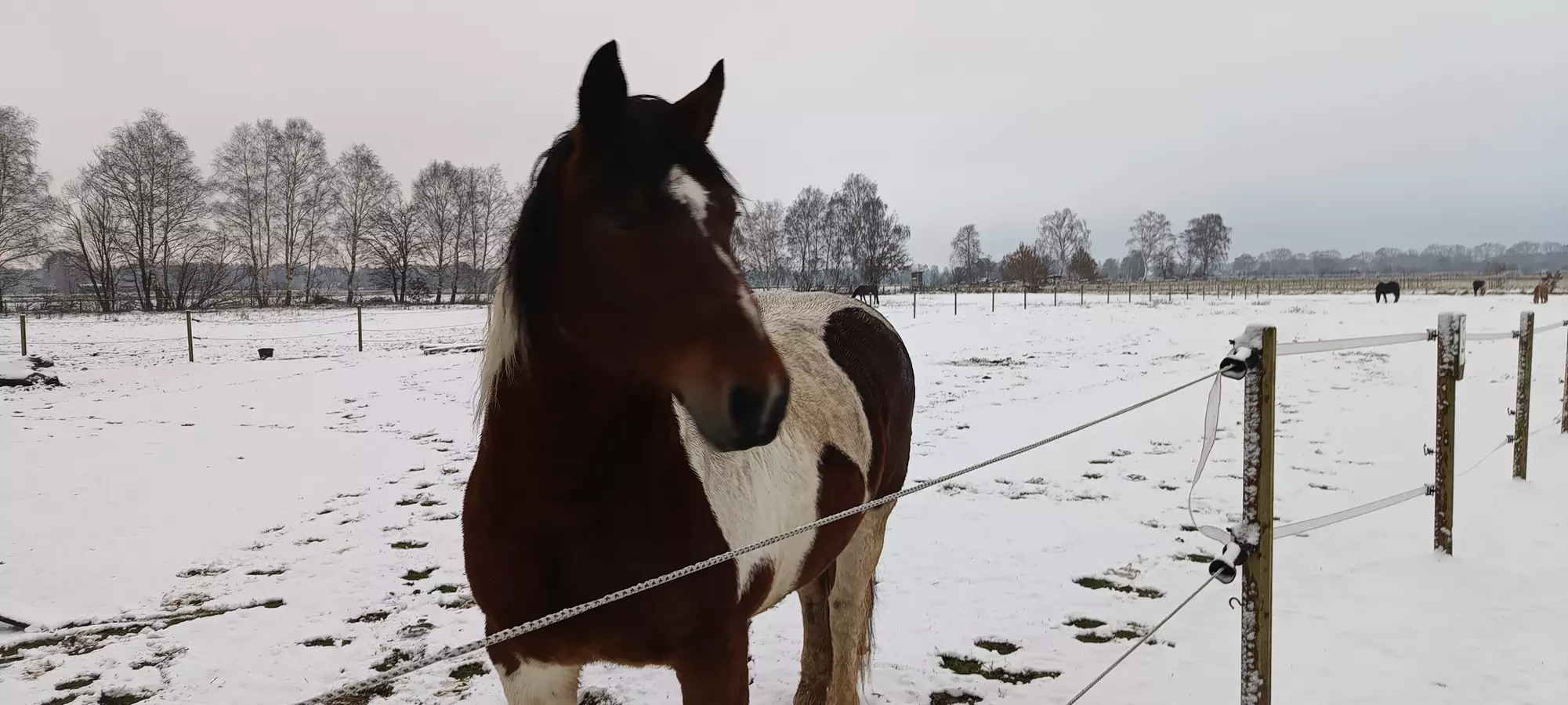 Bis zu 48% Rabatt auf Reiten – Training bei Geli's Hofcafe