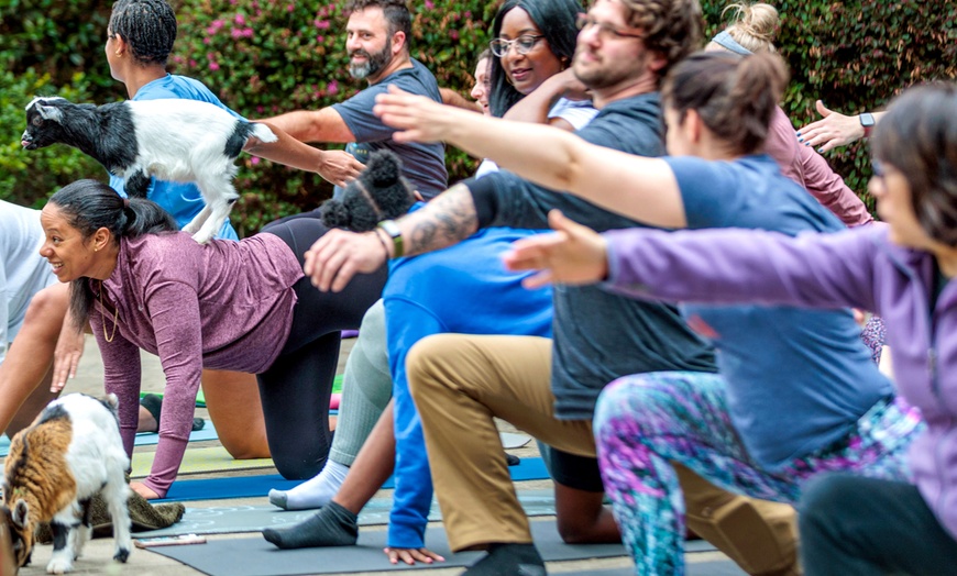 Image 3: Experience Yoga with Goats: Choose from Sessions and Activities