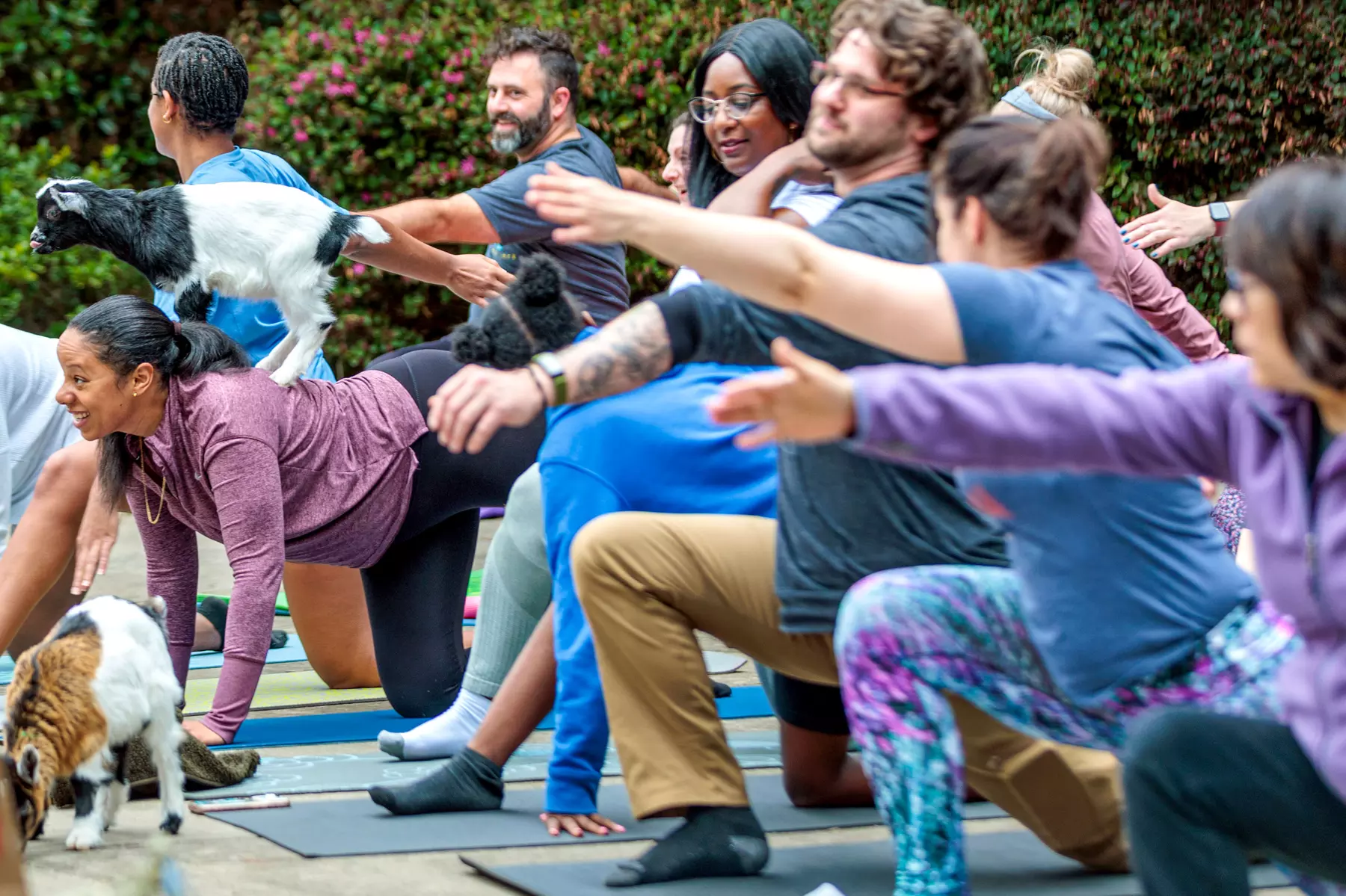 Up to 15% Off on Yoga at GGA Dwarf Goat Yoga