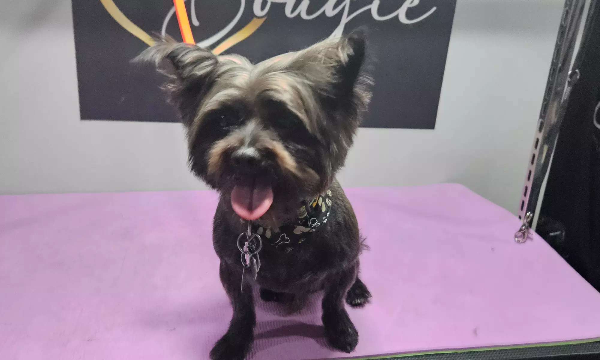 Complete Ear to Tail Grooming, Nail Trim, or Puppy Bath & Brush Intro