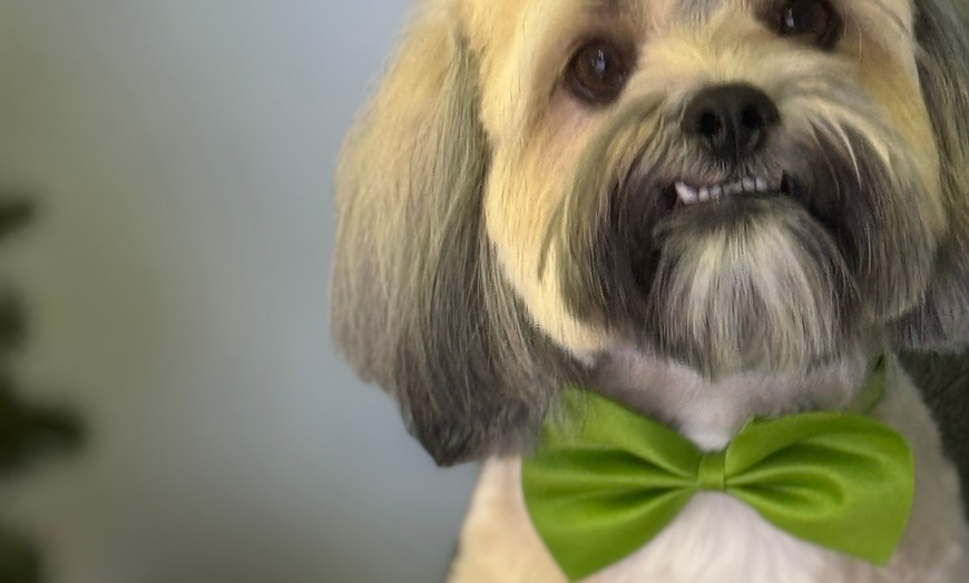Image 13: Up to 46% Off on Pet Grooming at Dog and Cat Planet