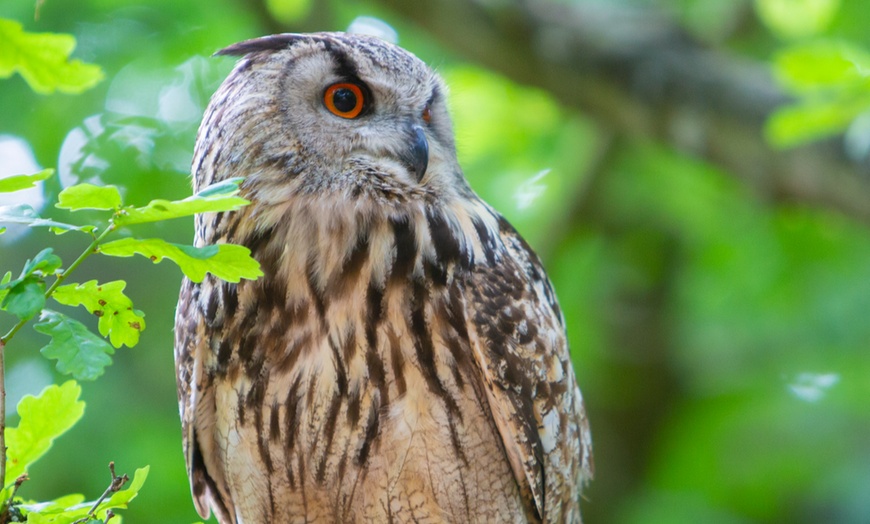 Image 2: Up to 50% Off on Tour - Photography at Mercer Falconry