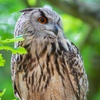 Image 2: Up to 50% Off on Tour - Photography at Mercer Falconry