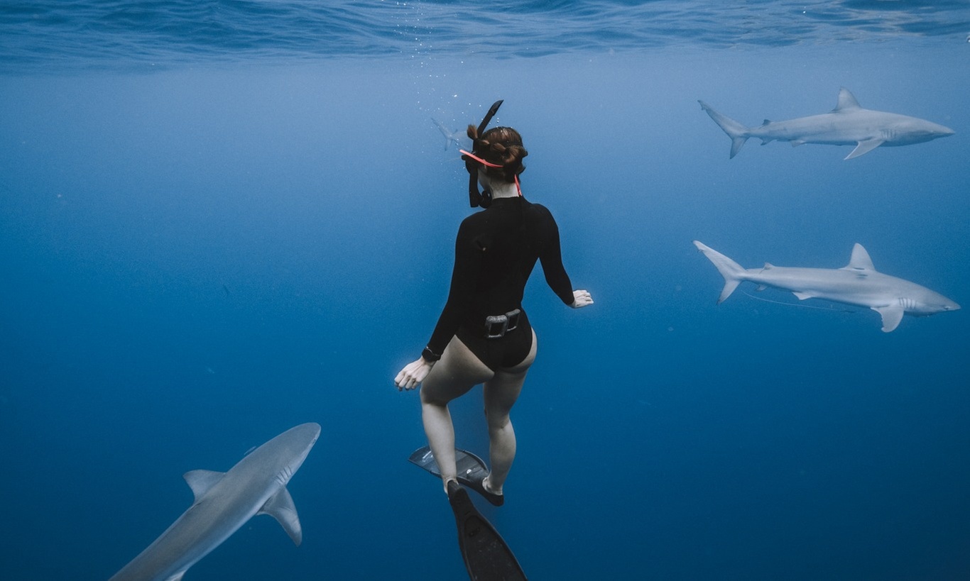 Experience thrilling shark diving with Ocean Addict Shark Excursions, offering 3-hour private trips and open water dives for up to 36%
