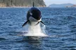 3-4 Hour Unforgettable Whale Watching Adventure with Island Adventures from Anacortes, WA - Second Medium
