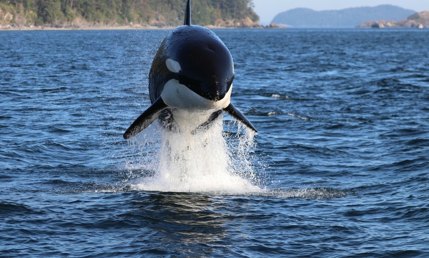 Image 4: Whale Watching Tour – Best Value in Anacortes, WA