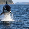 Image 4: Whale Watching Tour – Best Value in Anacortes, WA