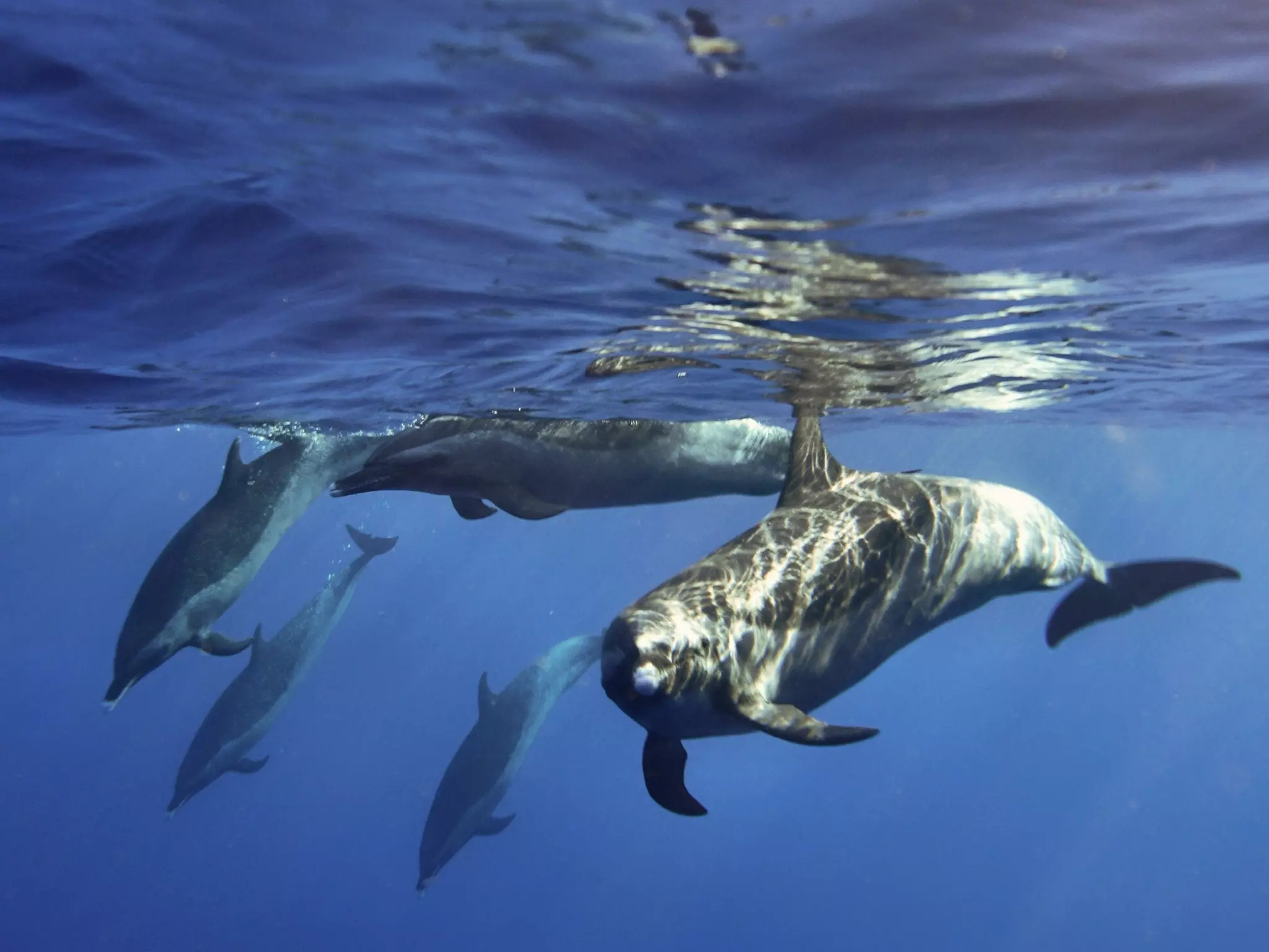 Epic Adventure tour, featuring Dolphins, turtles and caves.
 - Primary Image