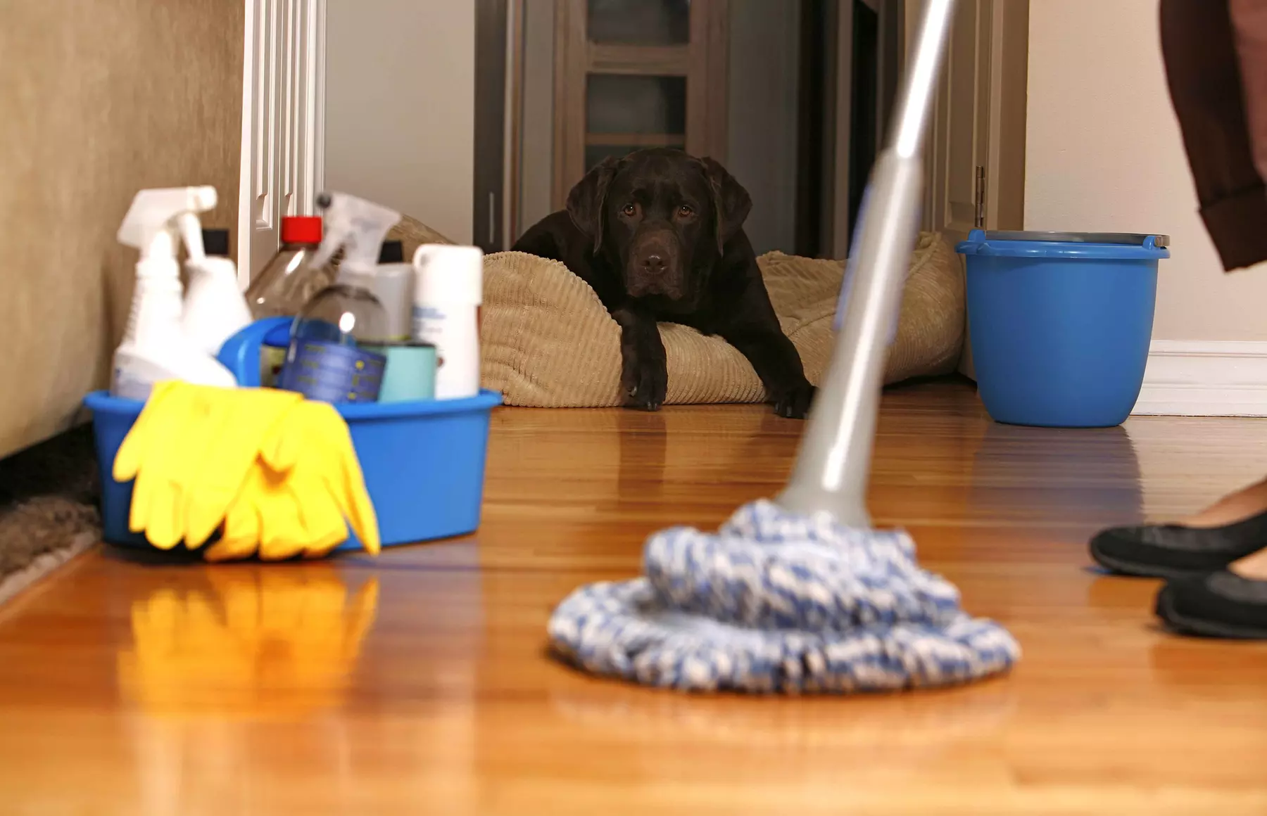 Up to 52% Off on House / Room Cleaning at Spotless Sparkle & Shine Cleaning Services