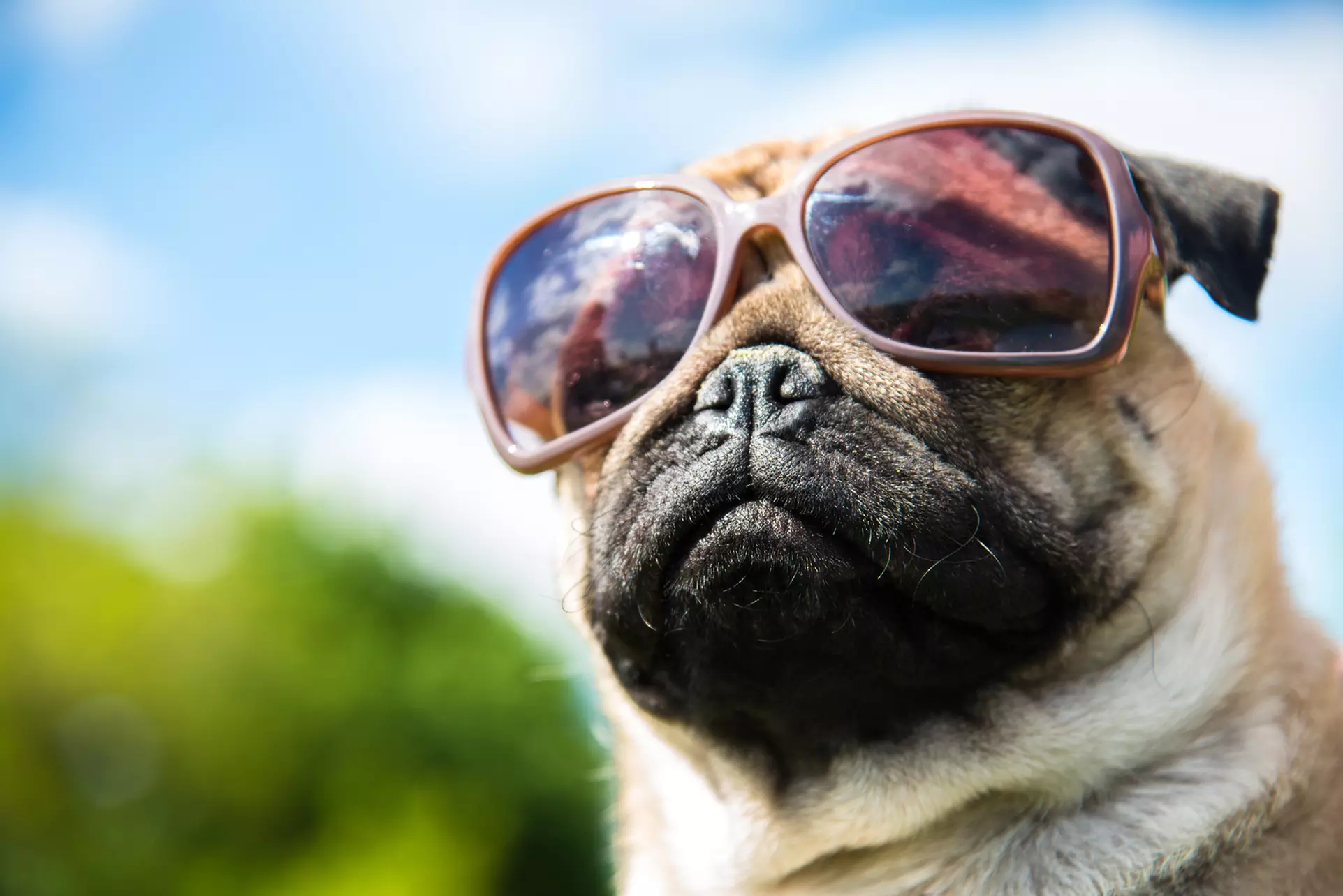 At Hachi Dog Grooming and Boutique, enjoy the ultimate spa experience for short-fur breeds with pampering care, up to 50% off - Primary Image