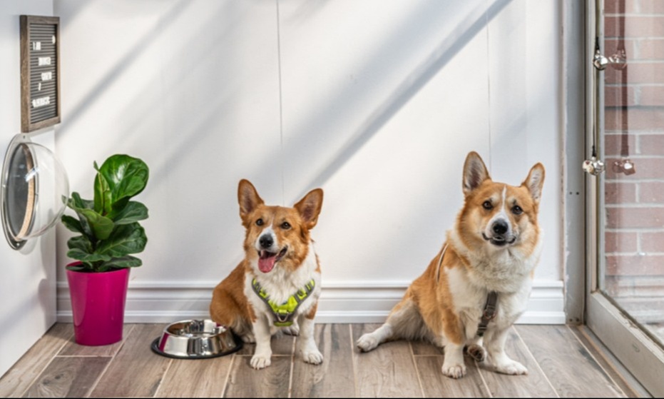 Up to 71% Off on  at PAWBASIC - Primary Image