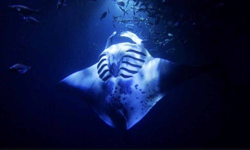 Image 6: Enjoy 2 hrs Manta Tour (45 Min Water Time) at Kona Mantas, Kailua-Kona