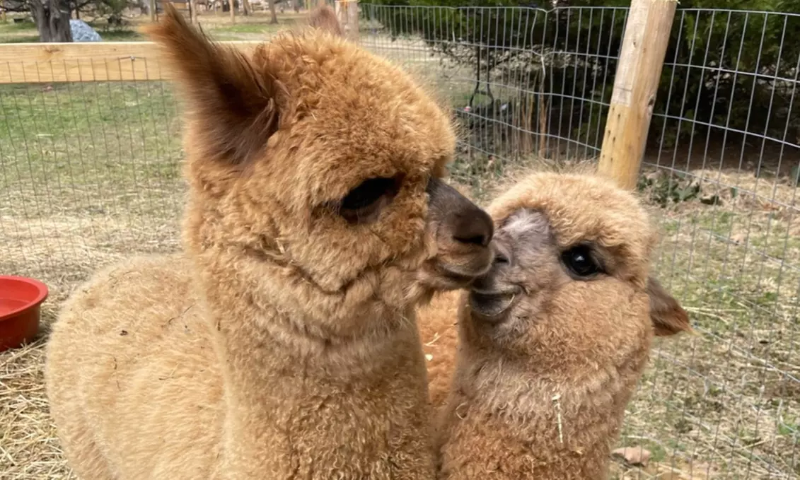 Up to 29% Off on Farm Tour at EZ's Rescue Ranch - Primary Image