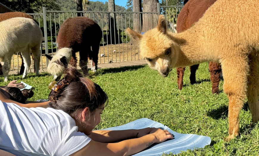 Image 4: Alpaca Yoga Adventure: Relax, Unwind, and Connect with Nature!