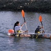 Image 4: Crystal Clear Kayak Rentals in San Diego Bay