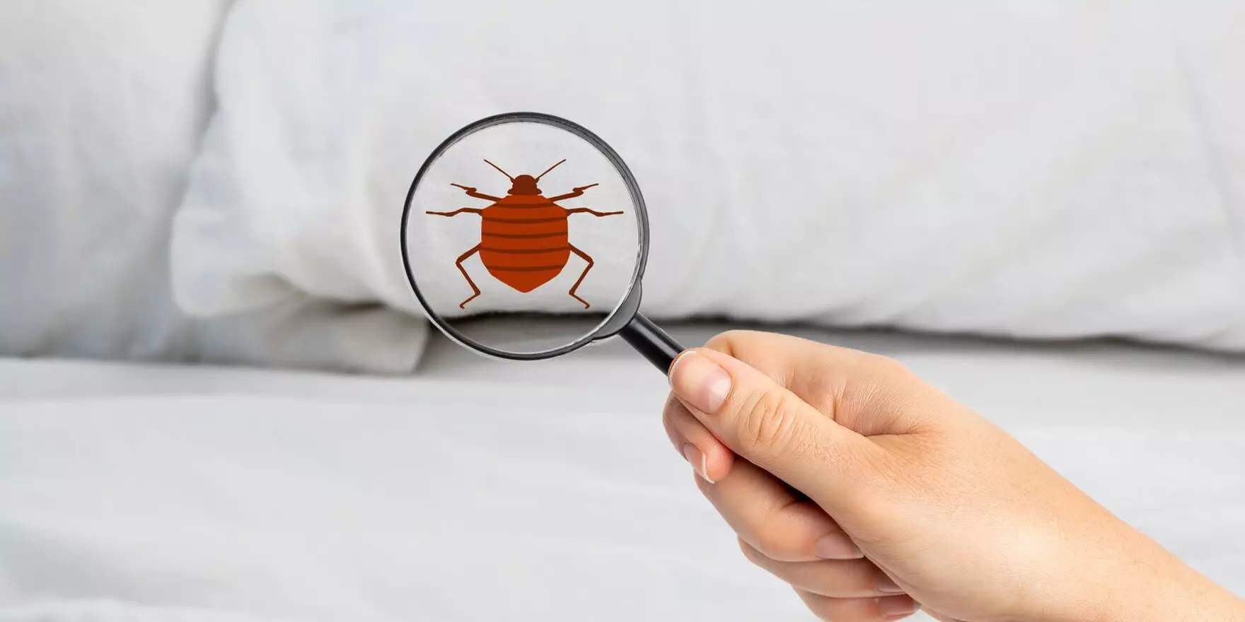 Up to 69% Off on Pest Control Service - Bed Bug at Bug Busters Pest Control Services - Primary Image